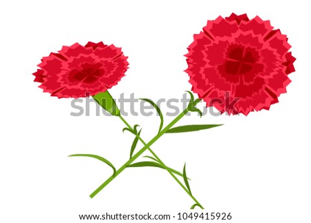 red carnation illustration