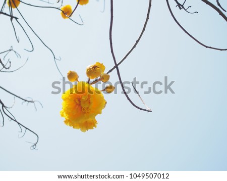 Yellow flower and tree