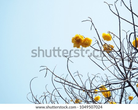 Yellow flower and tree