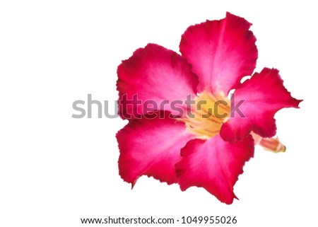 Azalea flower bloom isolated on white background