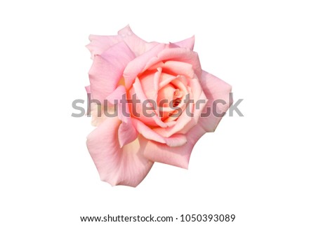 Beautiful soft pink rose with water drops