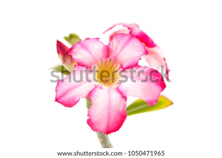 macro closeup of a beautiful pink purple Adenium obesum desert rose flower branch isolated on white