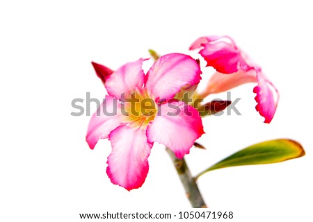 macro closeup of a beautiful pink purple Adenium obesum flower branch isolated on white