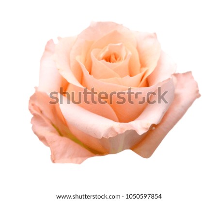 An isolated pink rose head