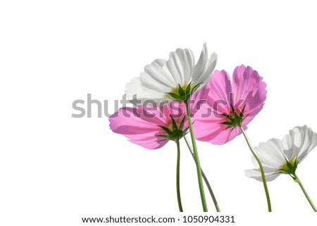 Pink and white cosmos flower beautiful blooming isolated on white background,copy space