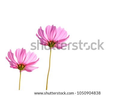 Pink cosmos flower beautiful blooming isolated on white background,copy space