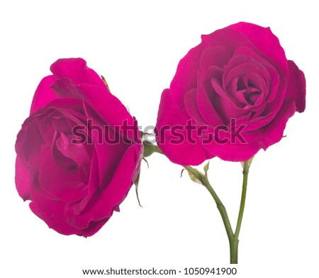beautiful magenta color rose isolated on white background