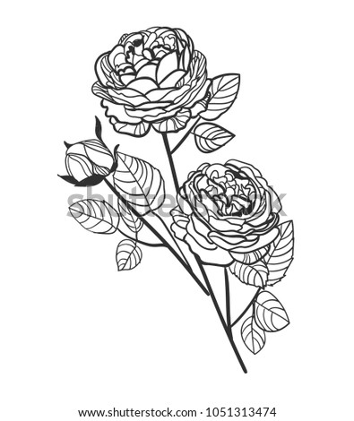 vector sketch illustration design elements plant peony rose