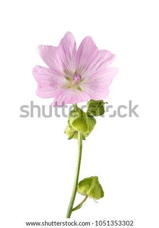 Musk mallow isolated on background