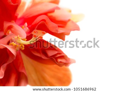 Close up beautiful red flower can be called hibiscus rosa, china rose, gudhal or chaba flower on leaf background.