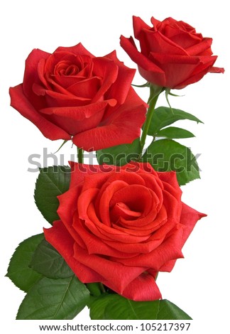 three  red roses isolated on white