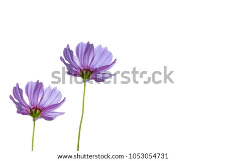 Violet flower beautiful blooming isolated on white background,copy space