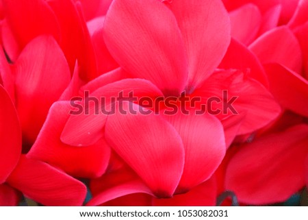 A dark pink shining cyclamen flower
