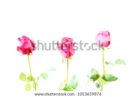 The Rose on White Background