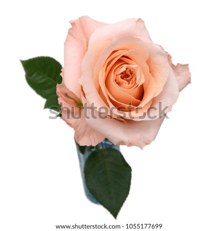closeup of pink rose vase