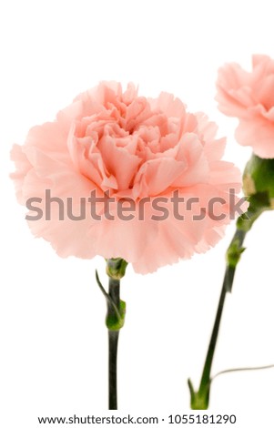 Happy Mother's Day, carnations representing mothers are in full bloom, and pink carnations are sent.