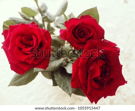 Bouquet of red roses, soft focus and blurred background