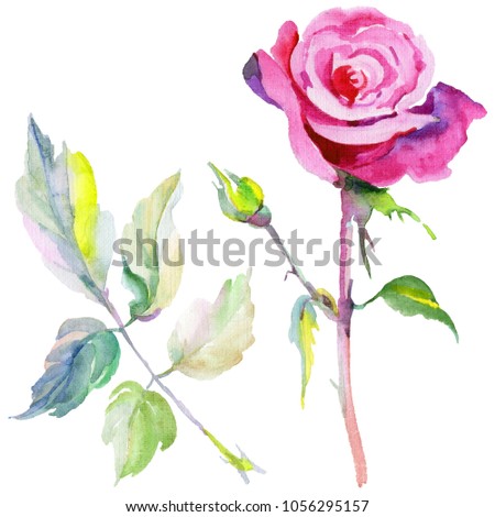 Wildflower rose flower in a watercolor style isolated. Full name of the plant: rose, rosa, hulthemia. Aquarelle wild flower for background, texture, wrapper pattern, frame or border.