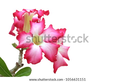 Adenium on white background empty space (isolated on white and clipping path)
