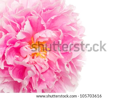 Closeup of the blossom of a pink peony over a white background
