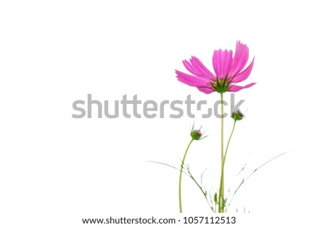 Top view sweet pink cosmos flower blossom on white isolated background with softly style 