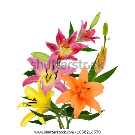 beautiful lily flower isolated on white background