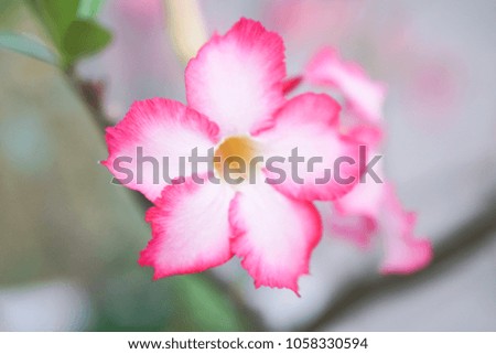 Close-Up of beautiful pink Azalea Flowers or Desert Rose. blur background nature. Adenium obesum is name of Binomial.