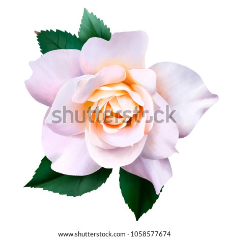 Beautiful close-up rose isolated on white background