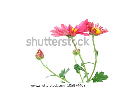 A scented pink daisies