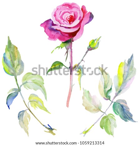 Wildflower rose flower in a watercolor style isolated. Full name of the plant: rose, rosa, hulthemia. Aquarelle wild flower for background, texture, wrapper pattern, frame or border.