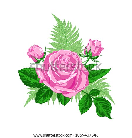 Composition with a rose flower, buds, leaves and the fern branches  on a white background. Hand drawn vector  illustration.