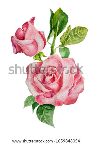 Watercolor illustration.The branch of roses.White background.