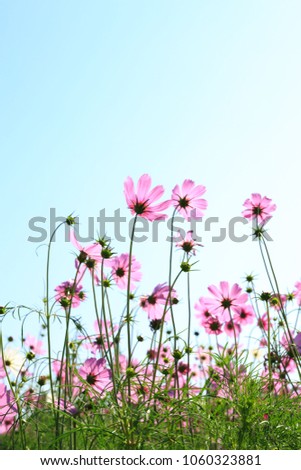 Cosmos purple flower on blue sky for love and valentine day
