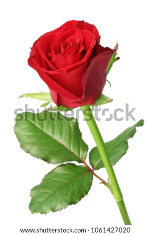 Beautiful red Rose (Rosaceae) isolated on white background. 
