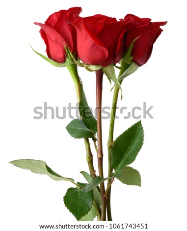A gift rose bouquet isolate
