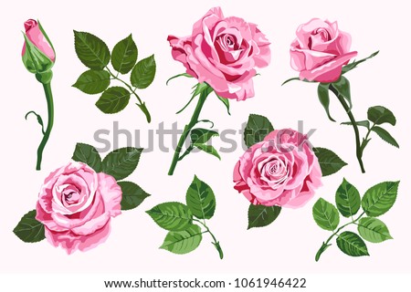 Pink vector roses and green leave elements set isolated on the white background for floral decoration