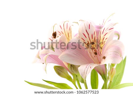 Alstroemeria flowers, white background