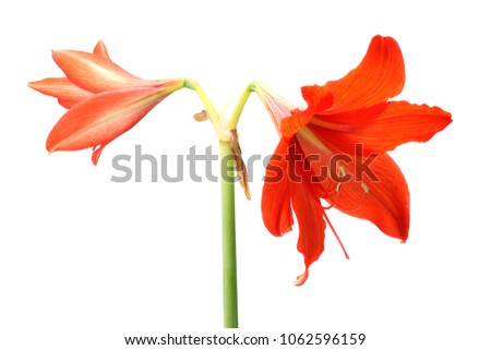 red lily flower isolated on white background