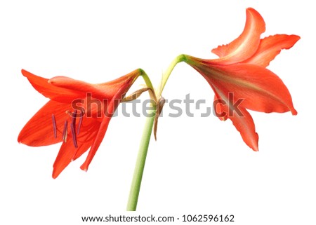 red lily flower isolated on white background