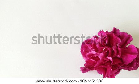 Carnation flower purple stand on a white background