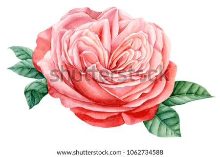 watercolor roses illustration on isolated white background