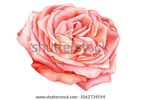 watercolor roses illustration on isolated white background