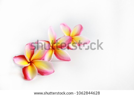 Close up of colorful plumeria flower blooming, isolated on white background, selective focus