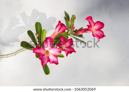 Pink plumeria on different backgrounds
