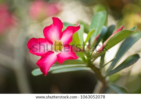 Pink plumeria on different backgrounds