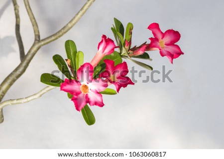 Pink adenium on different backgrounds