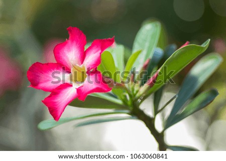 Pink adenium on different backgrounds