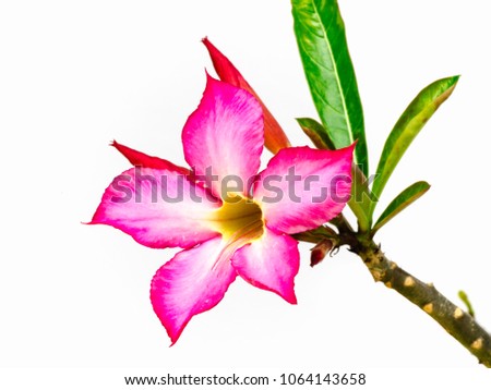 Adenium on white background, side view