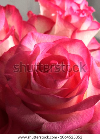 Pink rose, petals close-up
