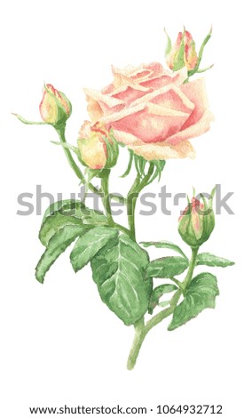 Hand drawn watercolor pink roses branch with green leaves and buds, floral botanical illustration isolated on white background.